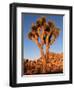 Joshua Tree in Sunlight-Kevin Schafer-Framed Premium Photographic Print