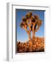 Joshua Tree in Sunlight-Kevin Schafer-Framed Premium Photographic Print