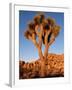 Joshua Tree in Sunlight-Kevin Schafer-Framed Premium Photographic Print