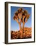 Joshua Tree in Sunlight-Kevin Schafer-Framed Photographic Print