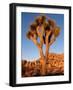 Joshua Tree in Sunlight-Kevin Schafer-Framed Photographic Print