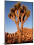 Joshua Tree in Sunlight-Kevin Schafer-Mounted Photographic Print