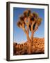 Joshua Tree in Sunlight-Kevin Schafer-Framed Photographic Print