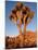 Joshua Tree in Sunlight-Kevin Schafer-Mounted Photographic Print