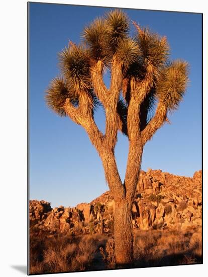 Joshua Tree in Sunlight-Kevin Schafer-Mounted Photographic Print