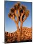 Joshua Tree in Sunlight-Kevin Schafer-Mounted Photographic Print