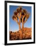 Joshua Tree in Sunlight-Kevin Schafer-Framed Photographic Print