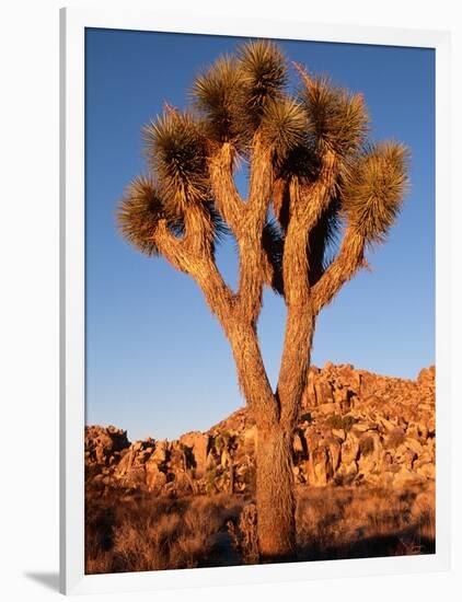 Joshua Tree in Sunlight-Kevin Schafer-Framed Photographic Print