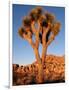 Joshua Tree in Sunlight-Kevin Schafer-Framed Photographic Print