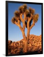 Joshua Tree in Sunlight-Kevin Schafer-Framed Photographic Print