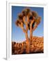 Joshua Tree in Sunlight-Kevin Schafer-Framed Photographic Print