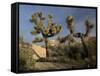 Joshua Tree in the Mojave Desert, Amongst Granite Rocks-null-Framed Stretched Canvas