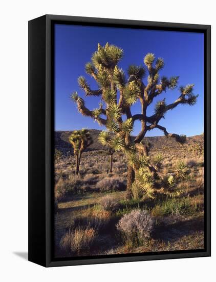 Joshua Tree, Joshua Tree National Park, CA-David Carriere-Framed Stretched Canvas