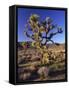 Joshua Tree, Joshua Tree National Park, CA-David Carriere-Framed Stretched Canvas