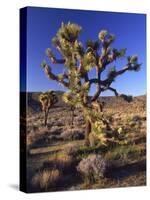 Joshua Tree, Joshua Tree National Park, CA-David Carriere-Stretched Canvas