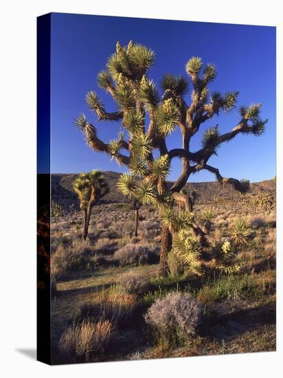 Joshua Tree, Joshua Tree National Park, CA-David Carriere-Stretched Canvas