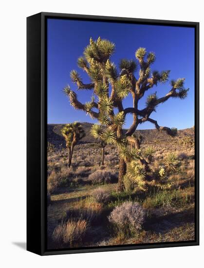 Joshua Tree, Joshua Tree National Park, CA-David Carriere-Framed Stretched Canvas