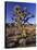 Joshua Tree, Joshua Tree National Park, CA-David Carriere-Stretched Canvas