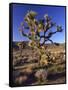 Joshua Tree, Joshua Tree National Park, CA-David Carriere-Framed Stretched Canvas