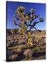 Joshua Tree, Joshua Tree National Park, CA-David Carriere-Stretched Canvas