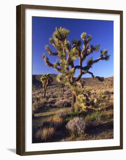 Joshua Tree, Joshua Tree National Park, CA-David Carriere-Framed Premium Photographic Print