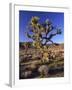 Joshua Tree, Joshua Tree National Park, CA-David Carriere-Framed Premium Photographic Print