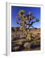 Joshua Tree, Joshua Tree National Park, CA-David Carriere-Framed Premium Photographic Print