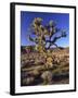 Joshua Tree, Joshua Tree National Park, CA-David Carriere-Framed Premium Photographic Print