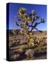 Joshua Tree, Joshua Tree National Park, CA-David Carriere-Stretched Canvas