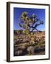 Joshua Tree, Joshua Tree National Park, CA-David Carriere-Framed Photographic Print