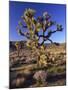 Joshua Tree, Joshua Tree National Park, CA-David Carriere-Mounted Photographic Print