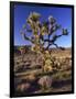 Joshua Tree, Joshua Tree National Park, CA-David Carriere-Framed Photographic Print