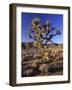 Joshua Tree, Joshua Tree National Park, CA-David Carriere-Framed Photographic Print