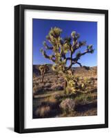 Joshua Tree, Joshua Tree National Park, CA-David Carriere-Framed Photographic Print