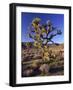 Joshua Tree, Joshua Tree National Park, CA-David Carriere-Framed Photographic Print