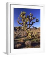 Joshua Tree, Joshua Tree National Park, CA-David Carriere-Framed Photographic Print