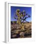 Joshua Tree, Joshua Tree National Park, CA-David Carriere-Framed Photographic Print