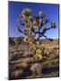 Joshua Tree, Joshua Tree National Park, CA-David Carriere-Mounted Photographic Print