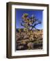 Joshua Tree, Joshua Tree National Park, CA-David Carriere-Framed Photographic Print