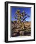 Joshua Tree, Joshua Tree National Park, CA-David Carriere-Framed Photographic Print