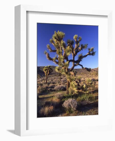 Joshua Tree, Joshua Tree National Park, CA-David Carriere-Framed Photographic Print