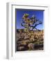 Joshua Tree, Joshua Tree National Park, CA-David Carriere-Framed Photographic Print