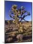 Joshua Tree, Joshua Tree National Park, CA-David Carriere-Mounted Photographic Print