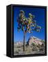 Joshua Tree, Joshua Tree National Park, California, USA-Ruth Tomlinson-Framed Stretched Canvas