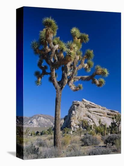 Joshua Tree, Joshua Tree National Park, California, USA-Ruth Tomlinson-Stretched Canvas