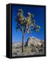 Joshua Tree, Joshua Tree National Park, California, USA-Ruth Tomlinson-Framed Stretched Canvas