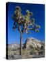 Joshua Tree, Joshua Tree National Park, California, USA-Ruth Tomlinson-Stretched Canvas