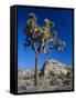 Joshua Tree, Joshua Tree National Park, California, USA-Ruth Tomlinson-Framed Stretched Canvas