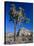 Joshua Tree, Joshua Tree National Park, California, USA-Ruth Tomlinson-Stretched Canvas