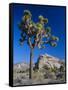 Joshua Tree, Joshua Tree National Park, California, USA-Ruth Tomlinson-Framed Stretched Canvas